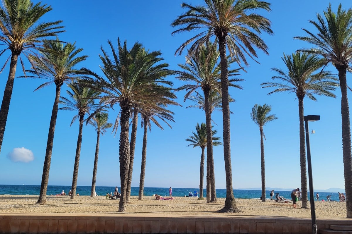 Zonnig strand met palmbomen in Spanje, ideaal voor overwinteren