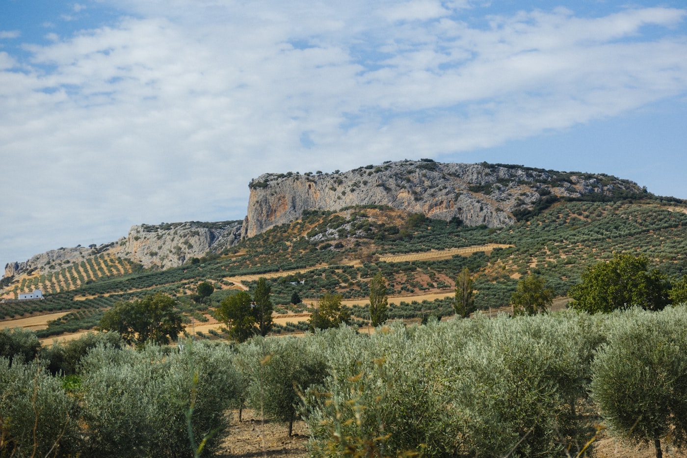 Olijfboomgaard als kenmerkende plantengroei in een mediterraan klimaat