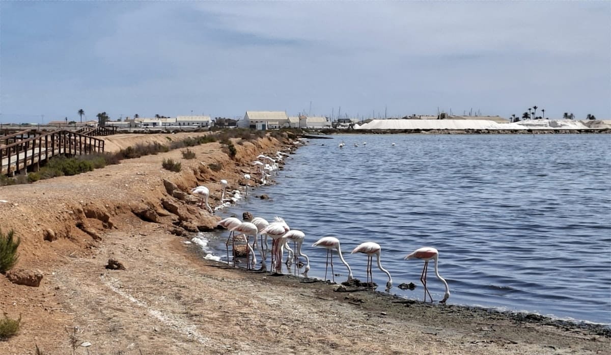 Flamingo's in het natuurgebied El Hondo bij Catral in de Vega Baja